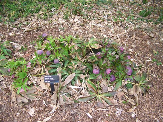 Blue Lady Lenten rose